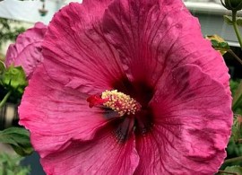 hibiscus plum crazy3